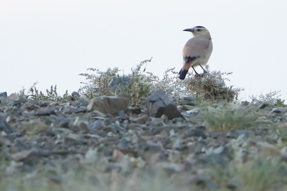 Mongolian Ground-Jay - ML613898161