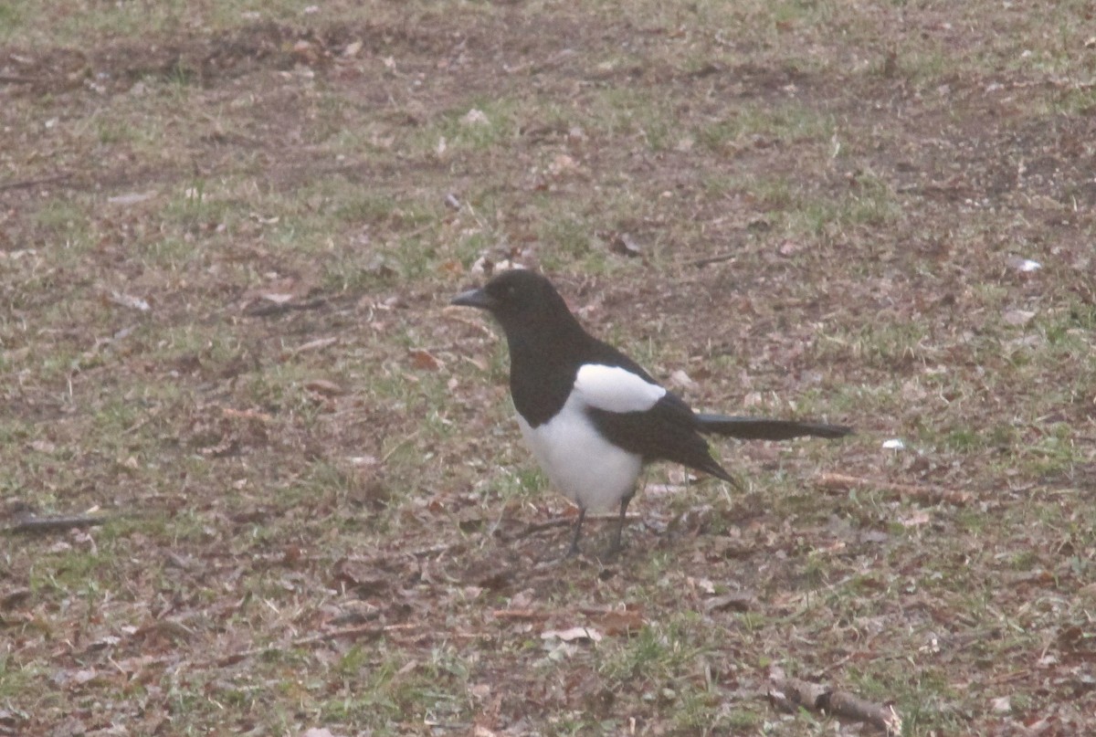 Eurasian Magpie - ML613898167