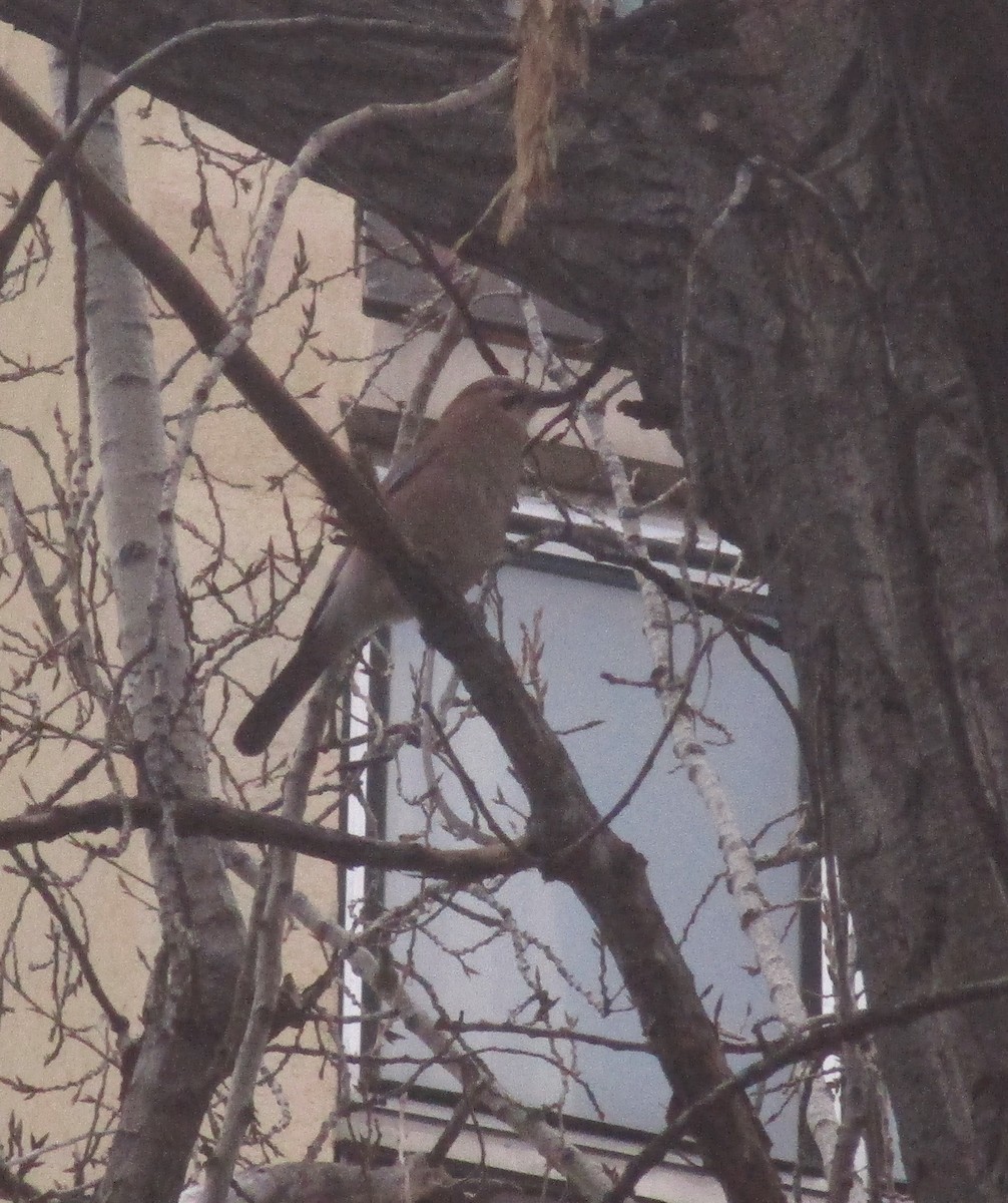 Eurasian Jay - ML613898174