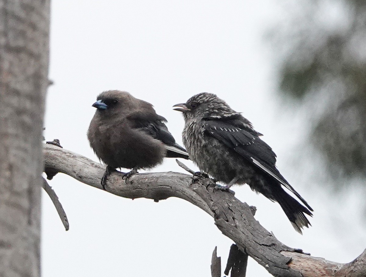 Dusky Woodswallow - ML613898194