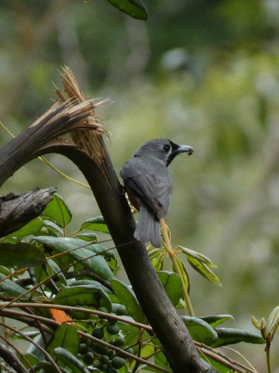 Black-faced Monarch - ML613898195