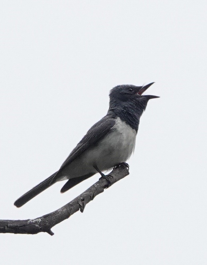 Leaden Flycatcher - ML613898214