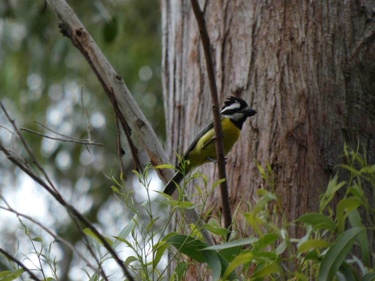 Eastern Shrike-tit - ML613898267