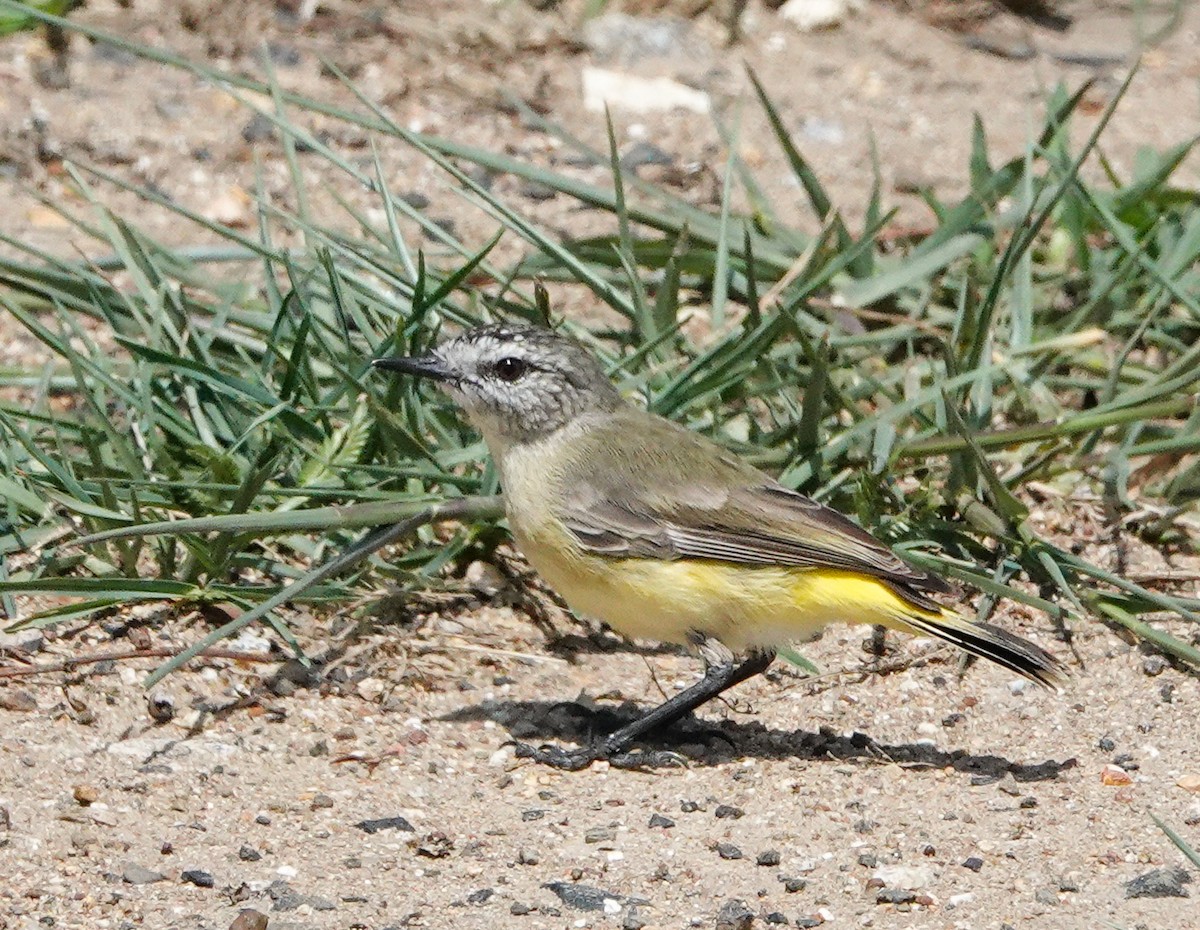 Yellow-rumped Thornbill - ML613898284