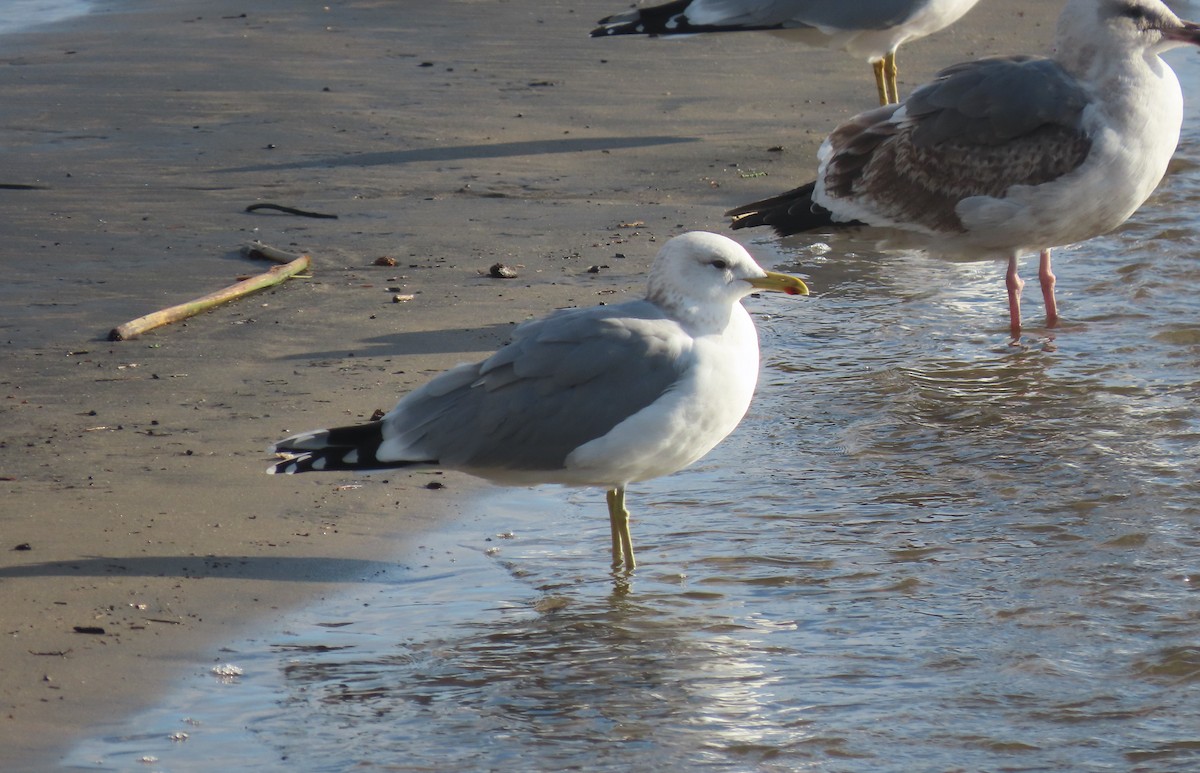 Gaviota Californiana - ML613898294