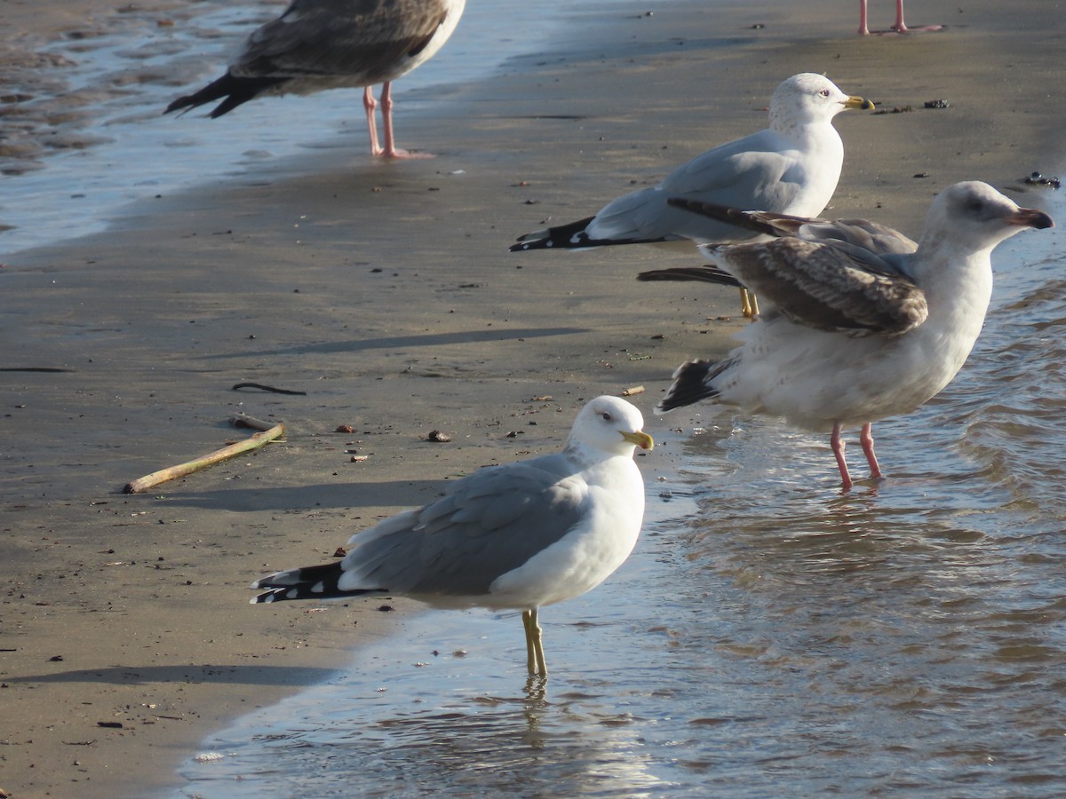 Gaviota Californiana - ML613898297