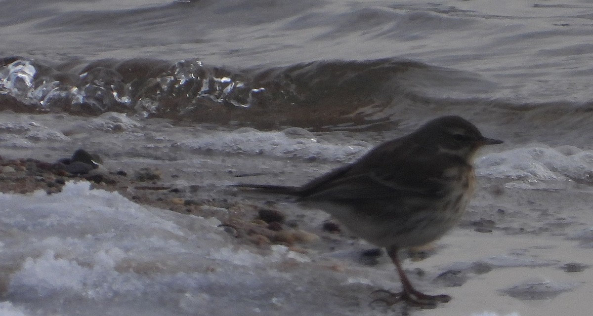 Water Pipit - ML613898348