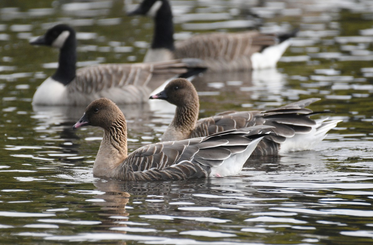 Pink-footed Goose - ML613898392