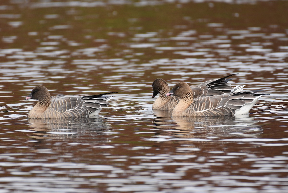 Pink-footed Goose - ML613898393