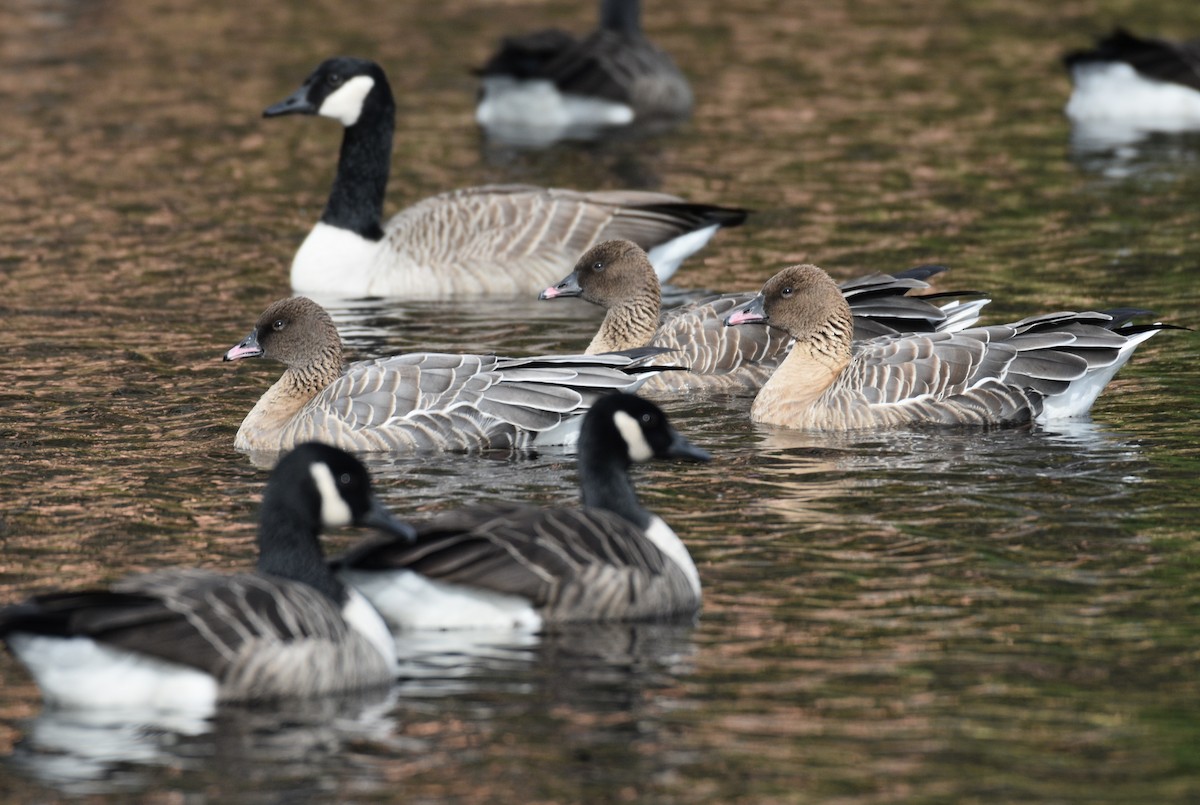 Pink-footed Goose - ML613898394