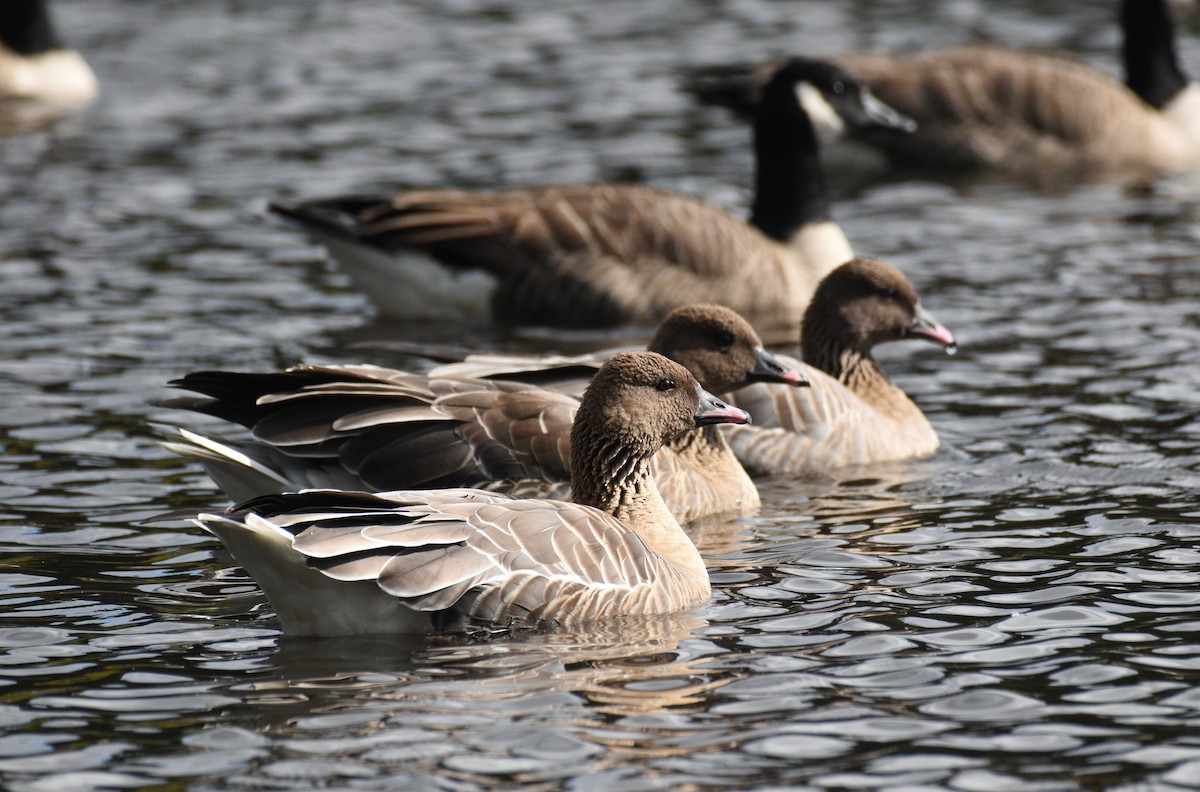 Pink-footed Goose - ML613898395