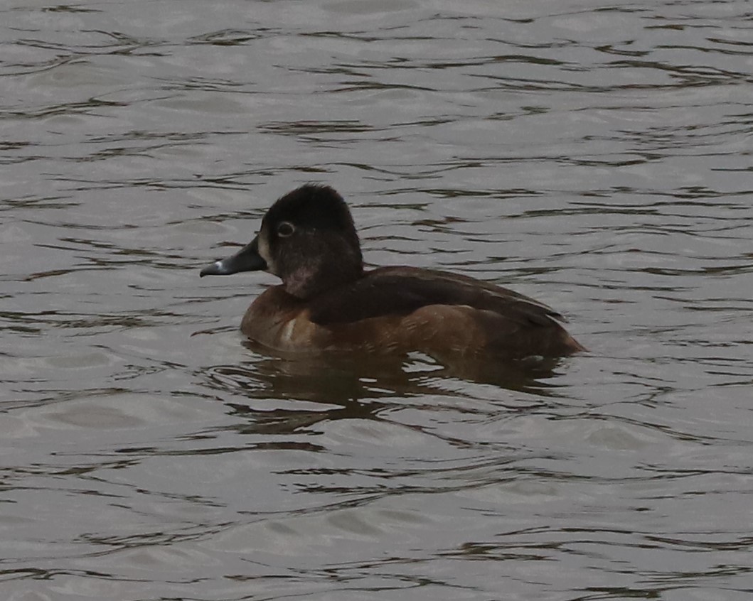 Ring-necked Duck - ML613898555