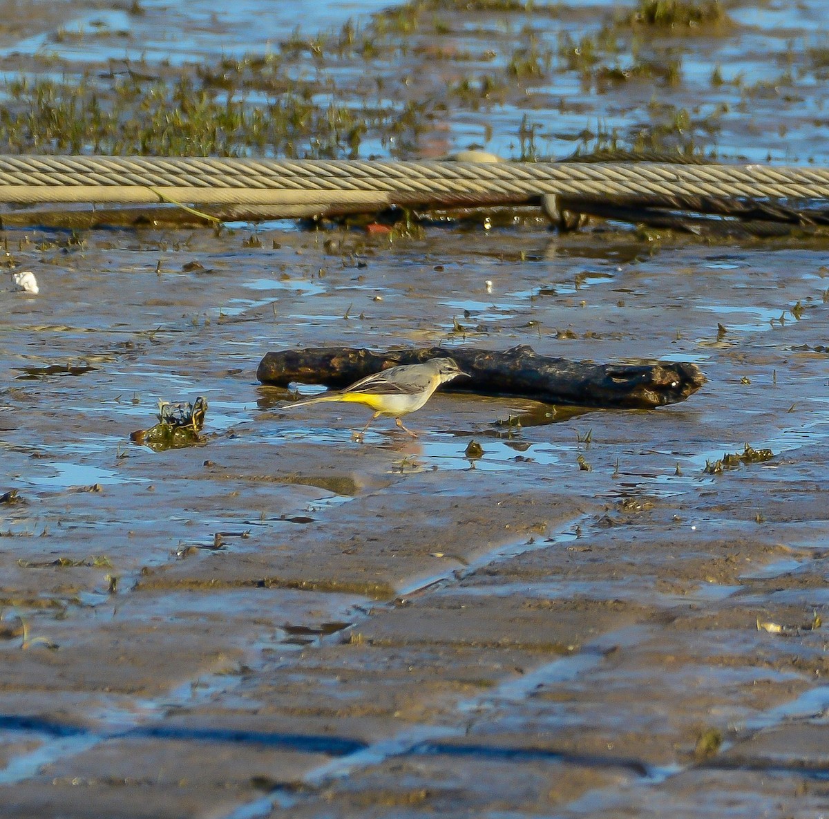 Gray Wagtail - ML613898556