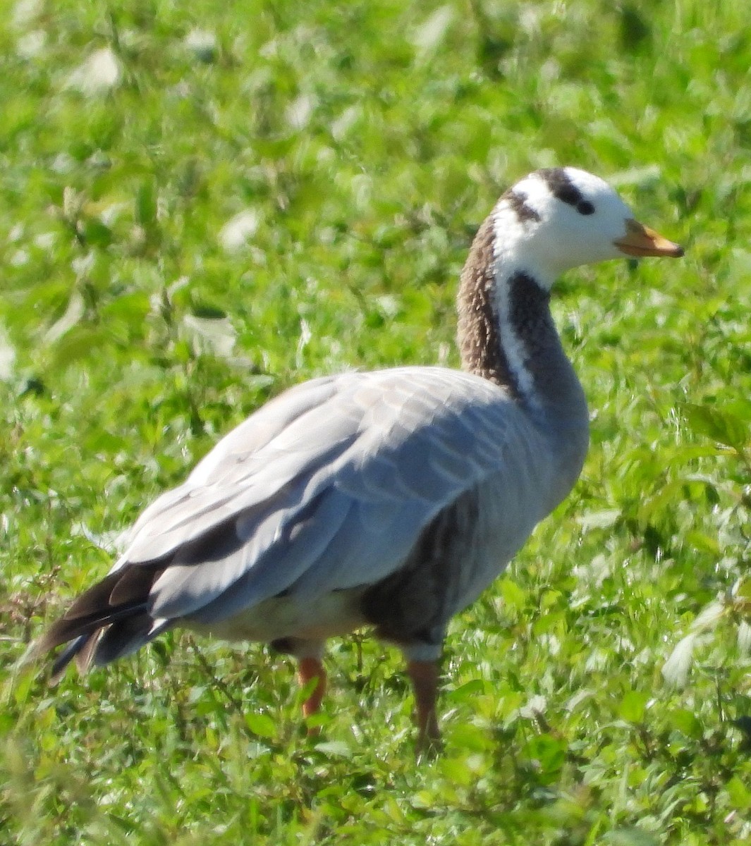 Bar-headed Goose - ML613898571