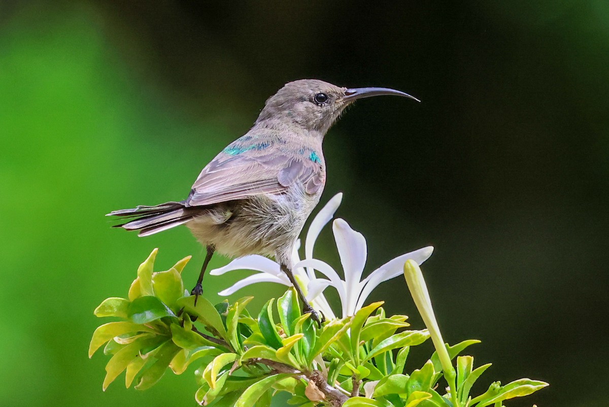 Southern Double-collared Sunbird - Marie Stridh