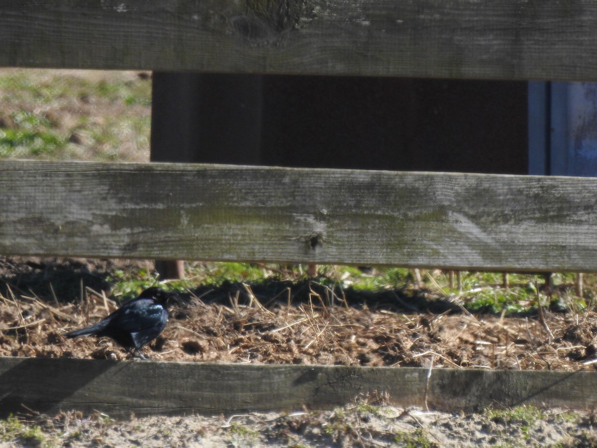 Brewer's Blackbird - Tommy Maloney