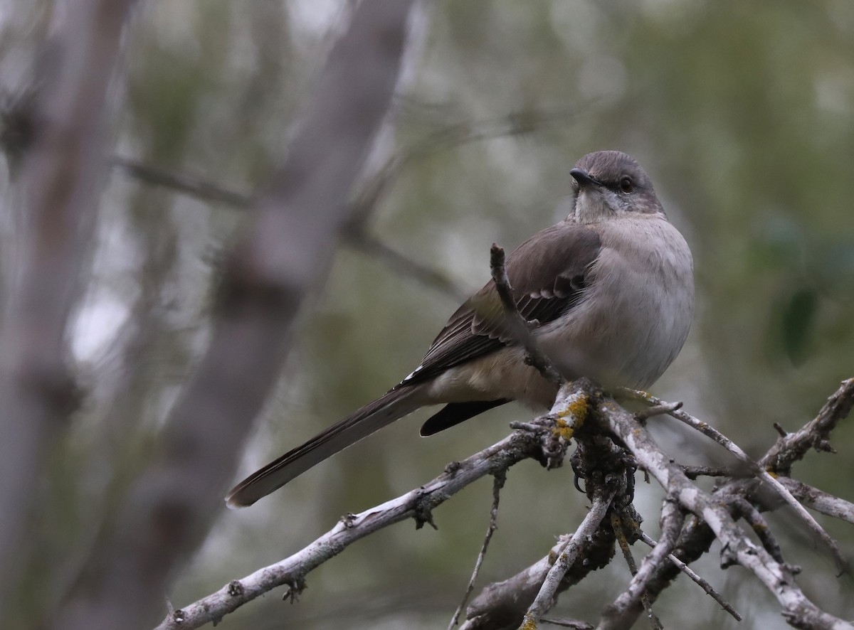 Northern Mockingbird - ML613898825