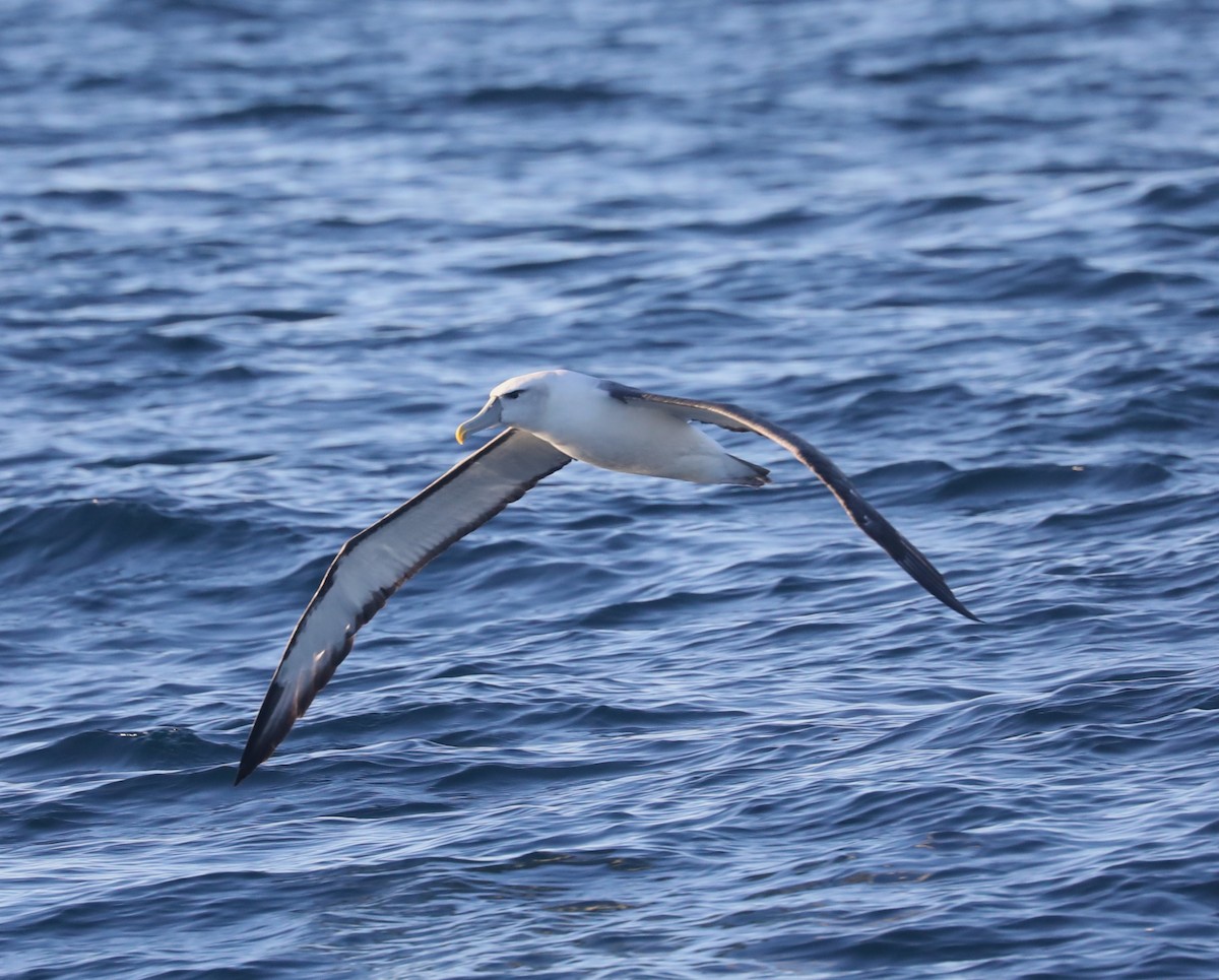 White-capped Albatross - Steven Edwards