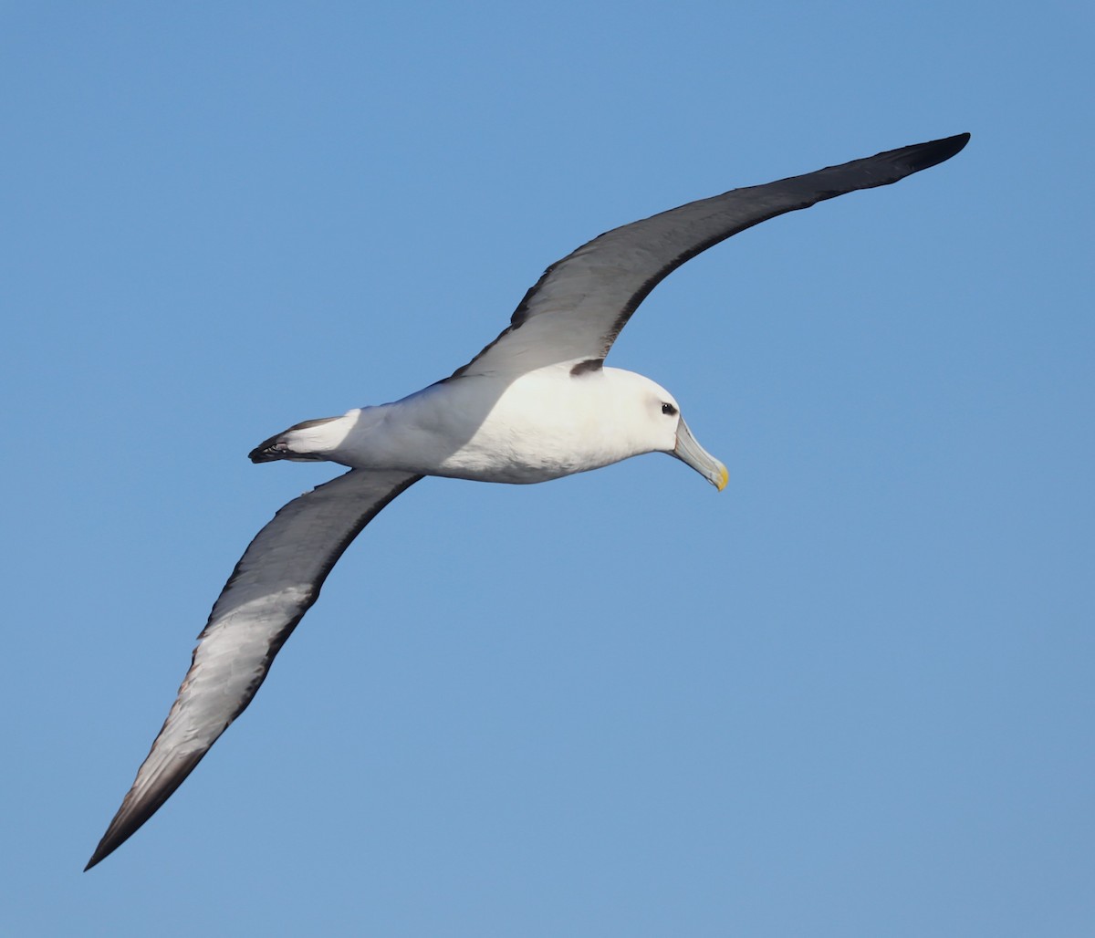 Albatros à cape blanche - ML613898882
