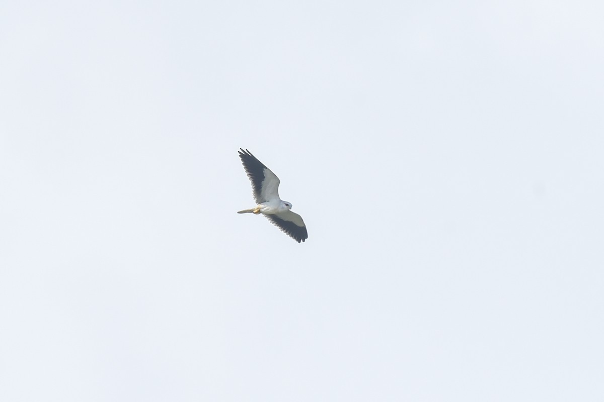 Black-winged Kite - ML613898888