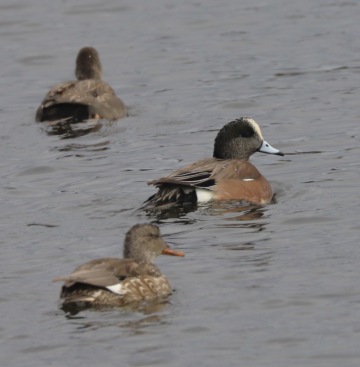 American Wigeon - ML613898945