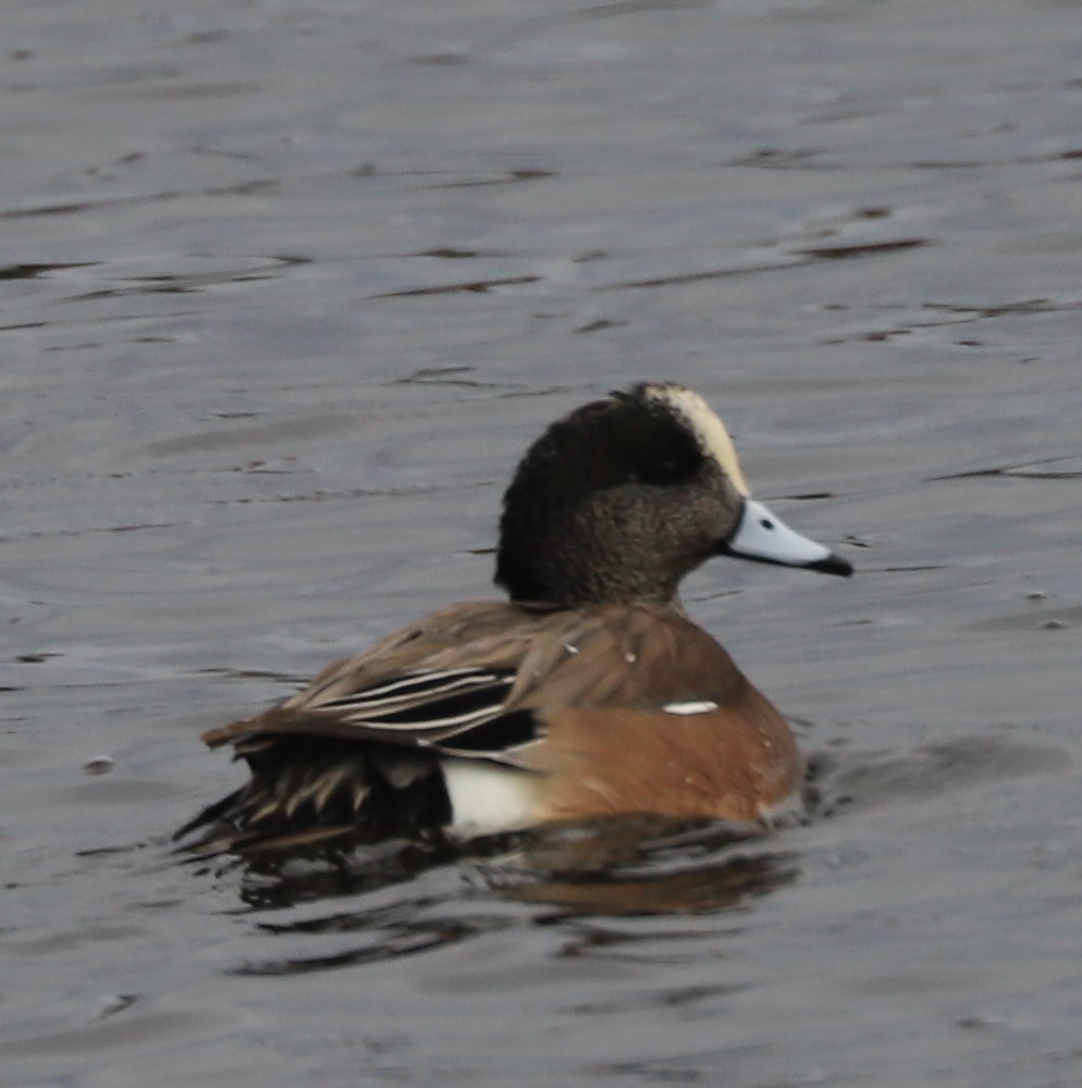 American Wigeon - Paul Morf