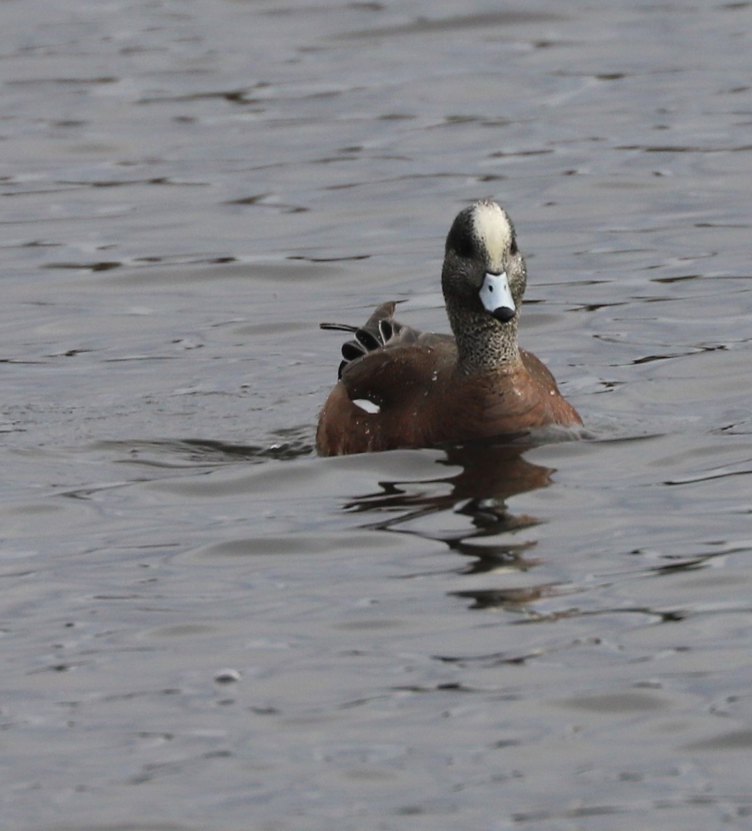 American Wigeon - ML613898990