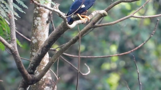 Southern Hill Myna - ML613898999