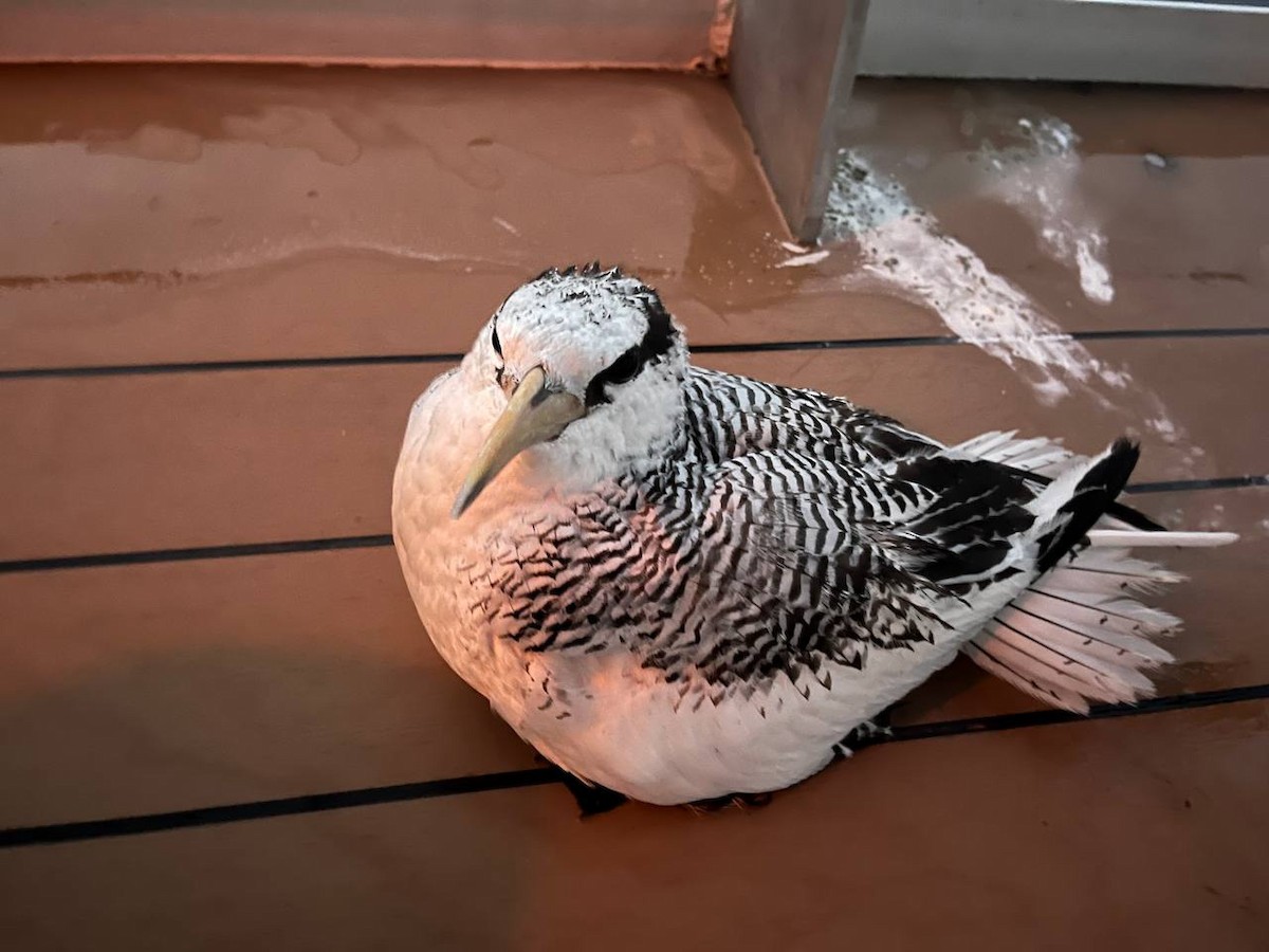 Red-billed Tropicbird - ML613899045