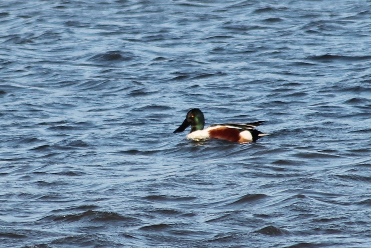 Northern Shoveler - ML613899048