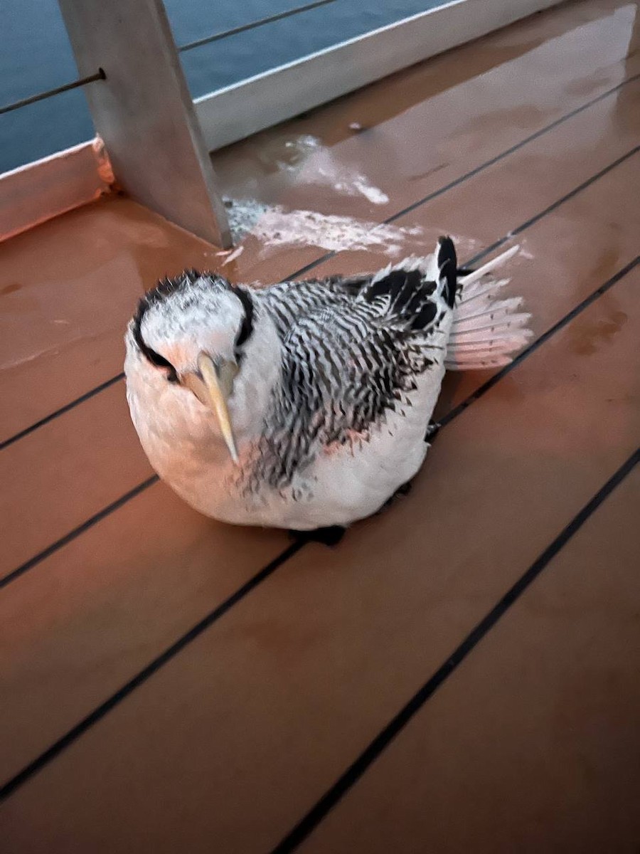 Red-billed Tropicbird - ML613899050