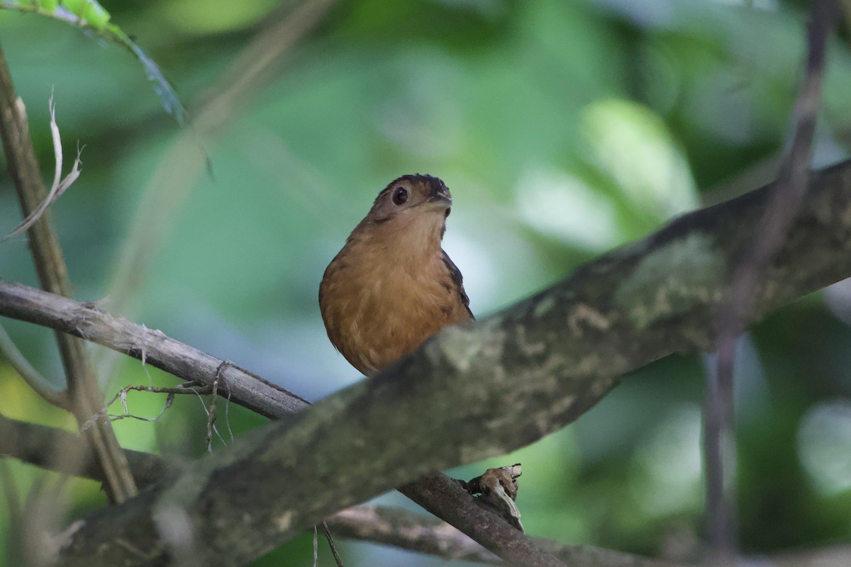 Brown-capped Babbler - GARY DOUGLAS