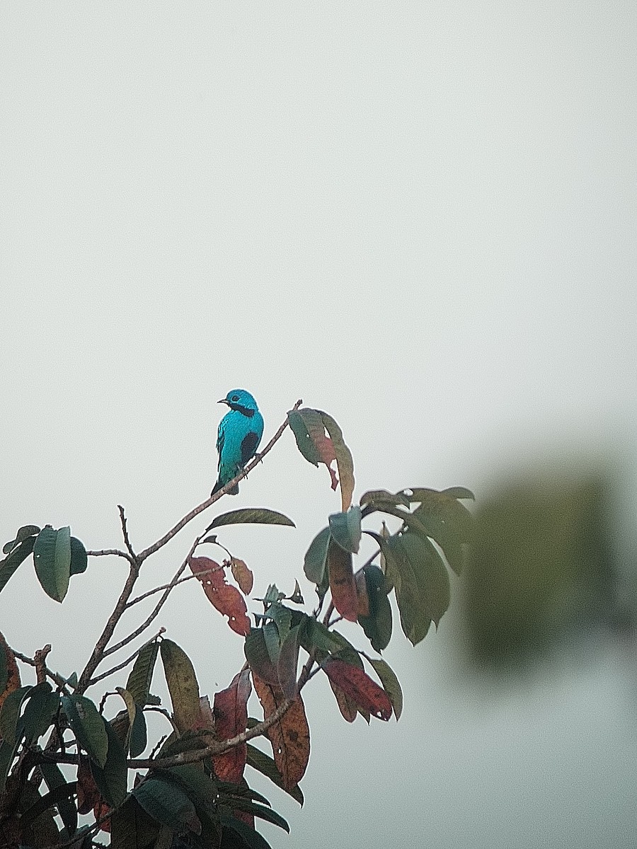 Blue Cotinga - ML613899120