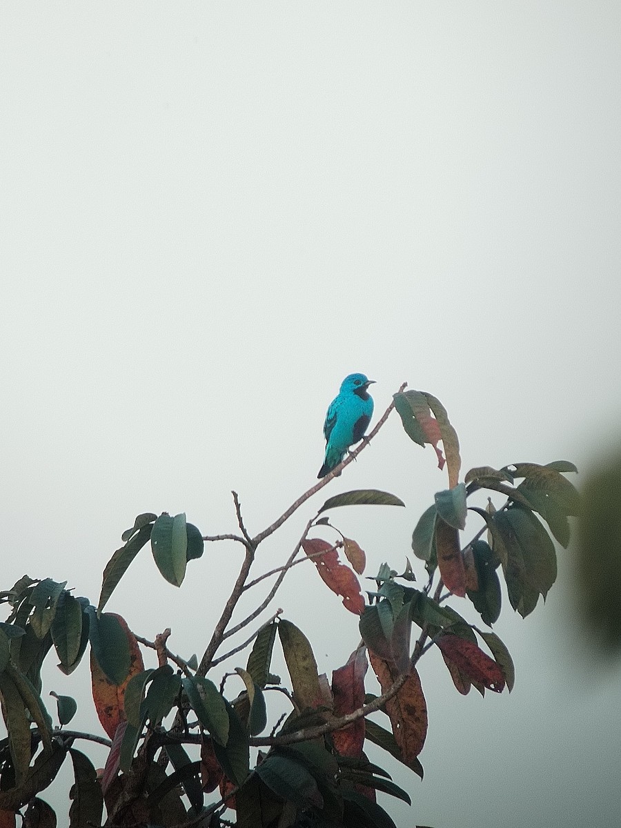 Blue Cotinga - JOSE PEREZ