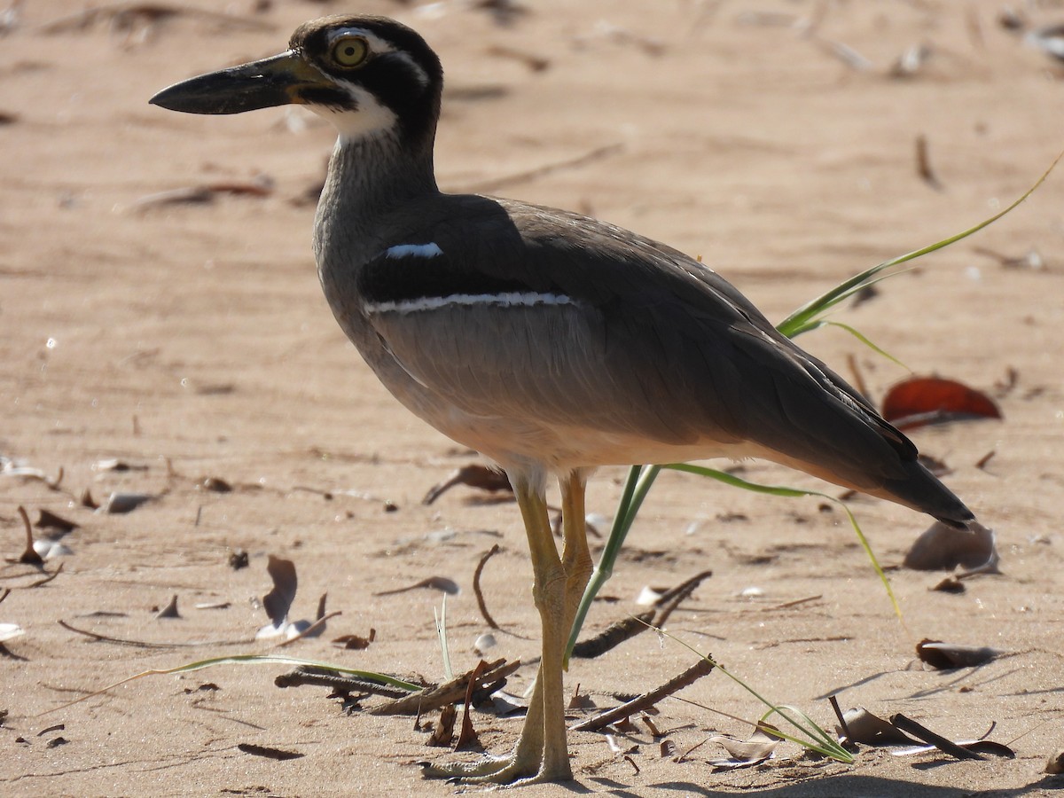 Beach Thick-knee - ML613899214