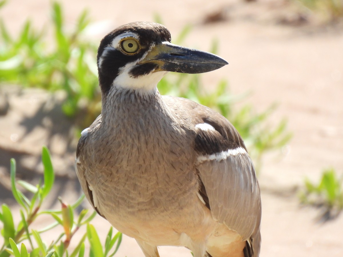 Beach Thick-knee - ML613899215