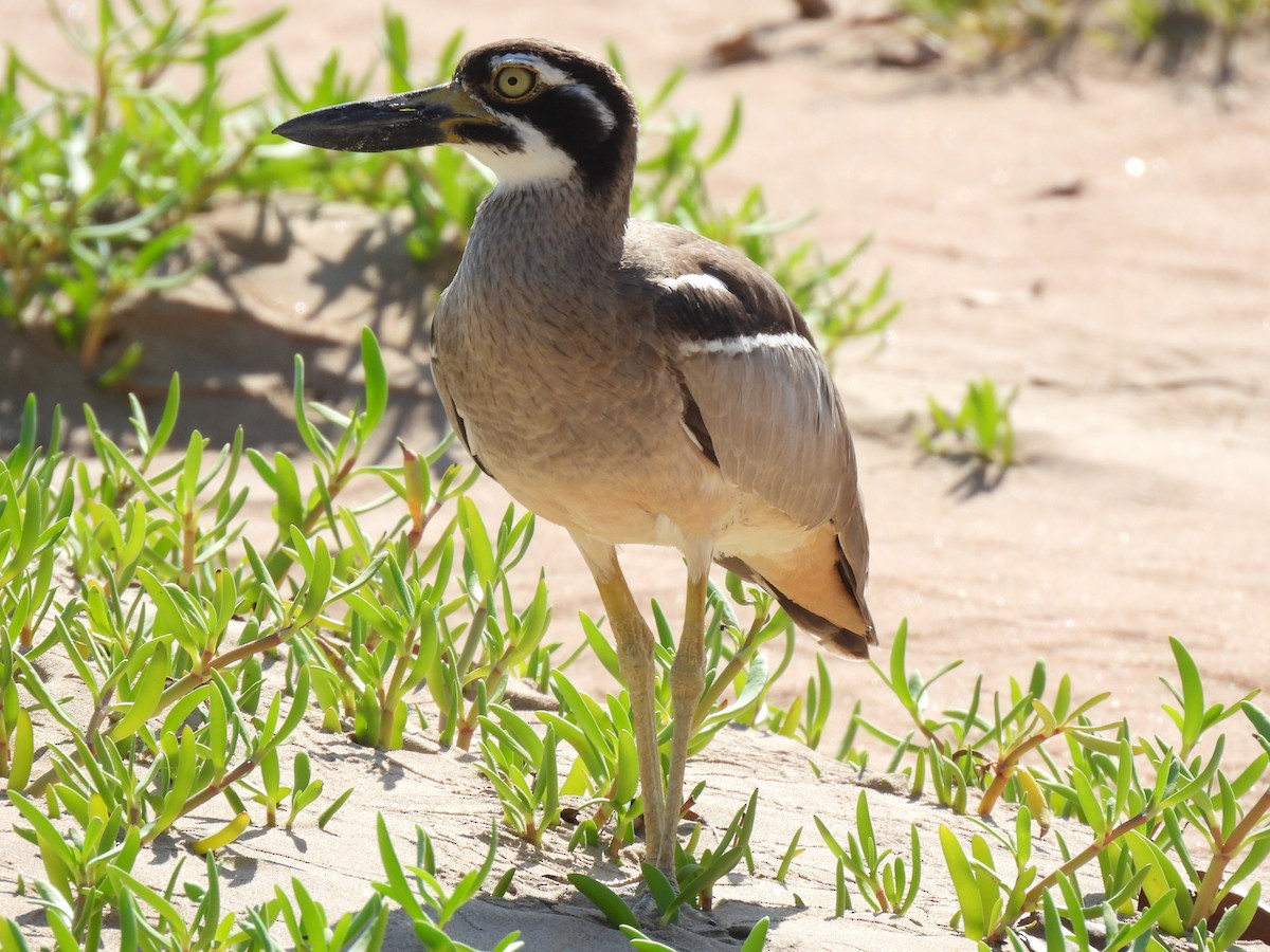 Beach Thick-knee - ML613899217