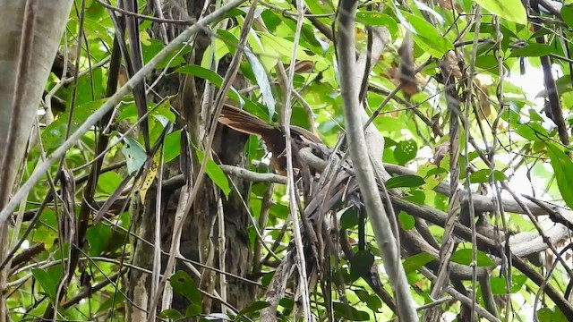 Orange-billed Babbler - ML613899238