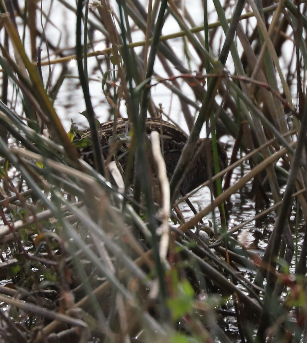 Wilson's Snipe - Paul Morf