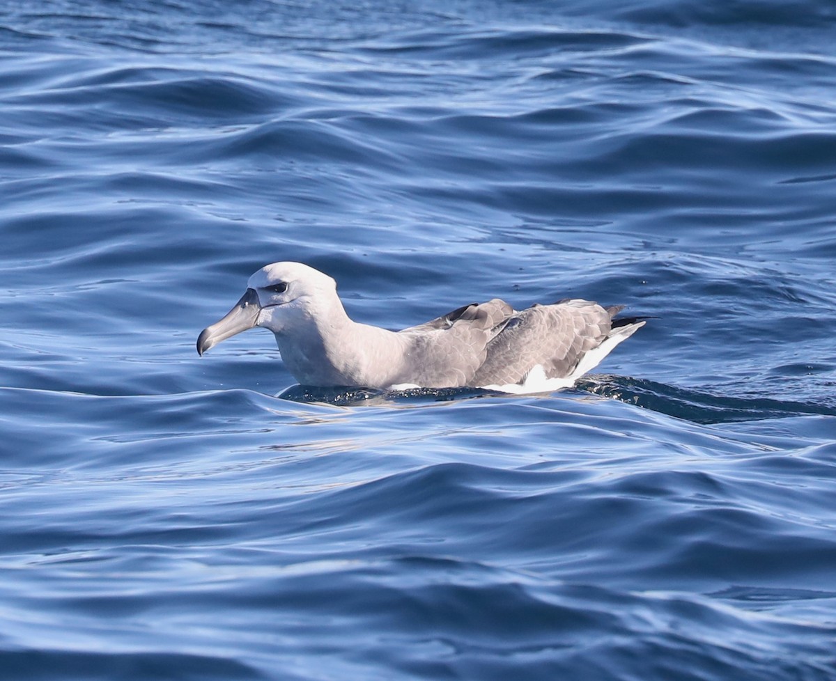 White-capped Albatross - Steven Edwards