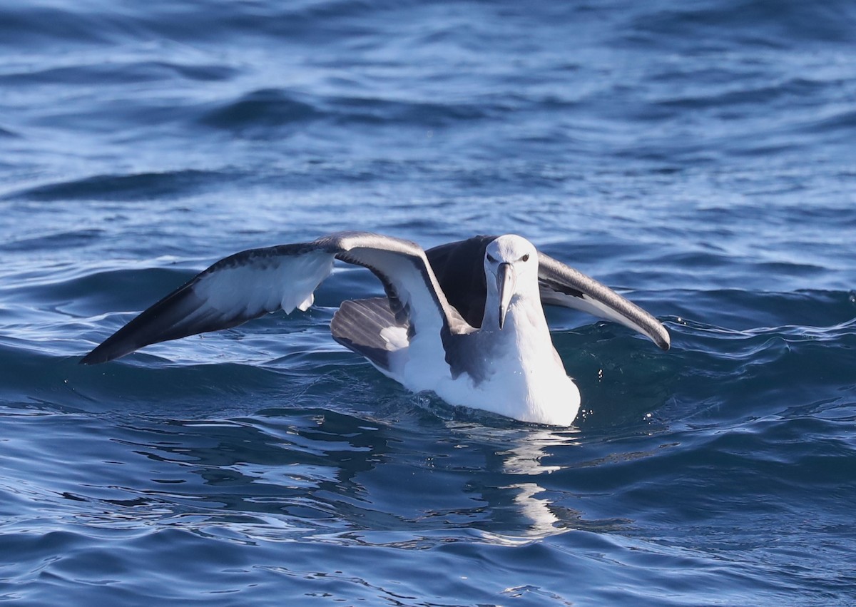 Albatros à cape blanche - ML613899343