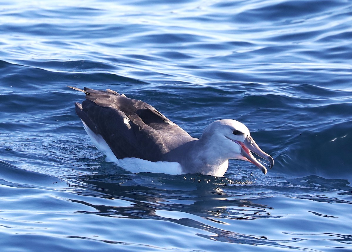 Albatros à cape blanche - ML613899344