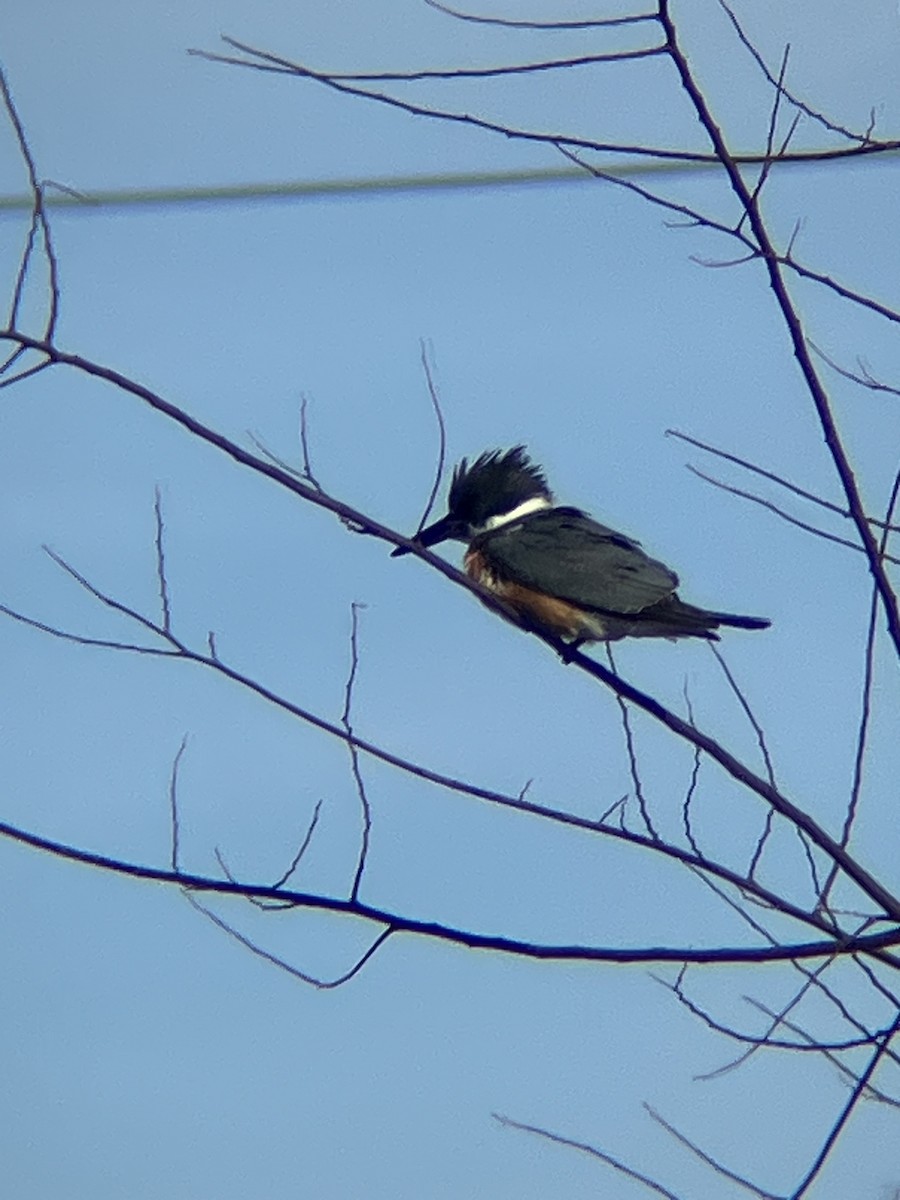 Belted Kingfisher - ML613899357