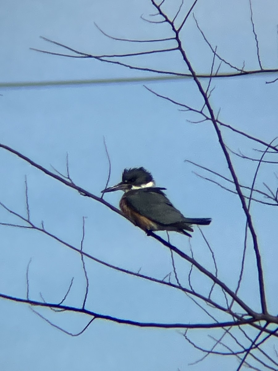 Belted Kingfisher - ML613899358