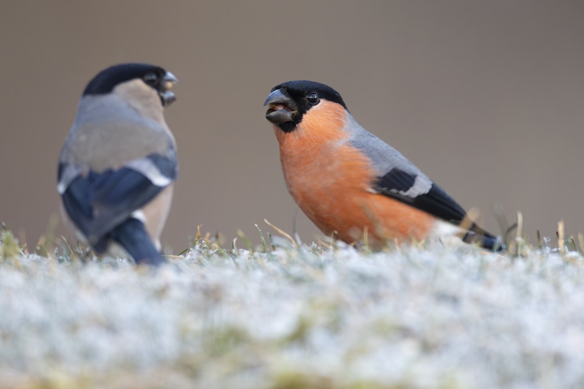 Eurasian Bullfinch - ML613899363