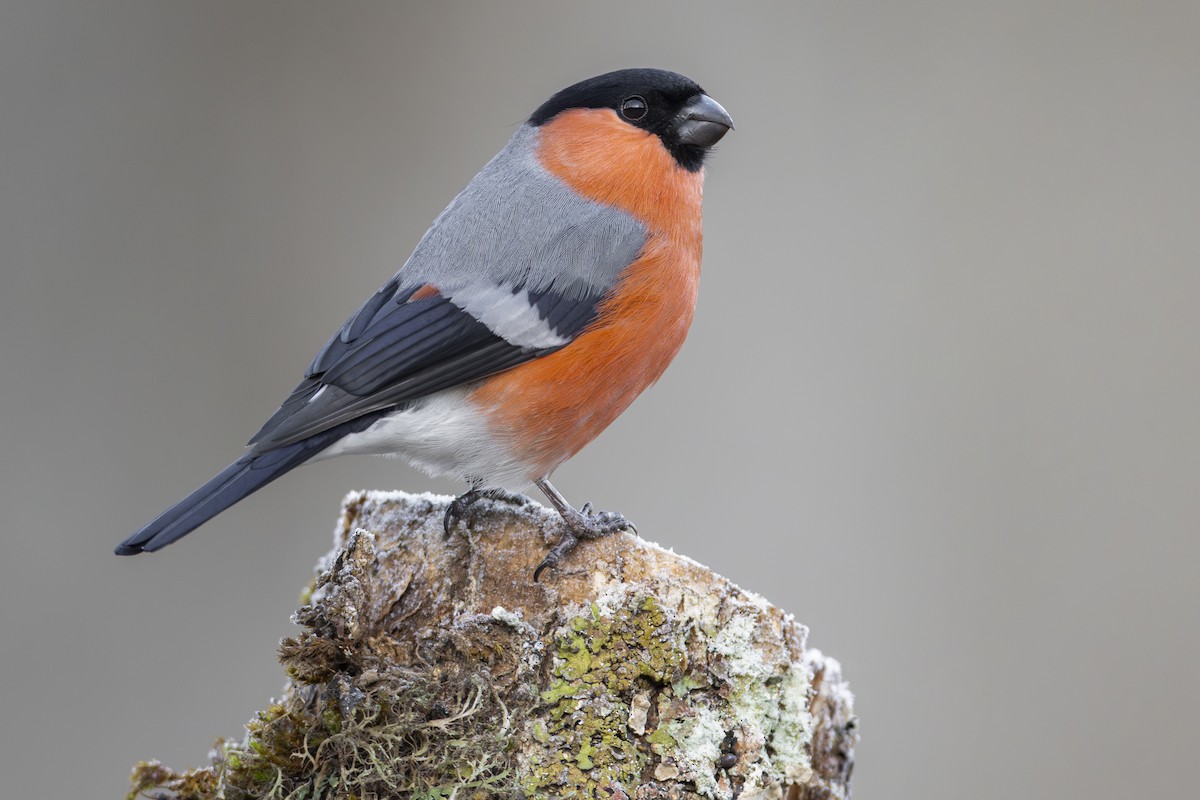 Eurasian Bullfinch - ML613899365