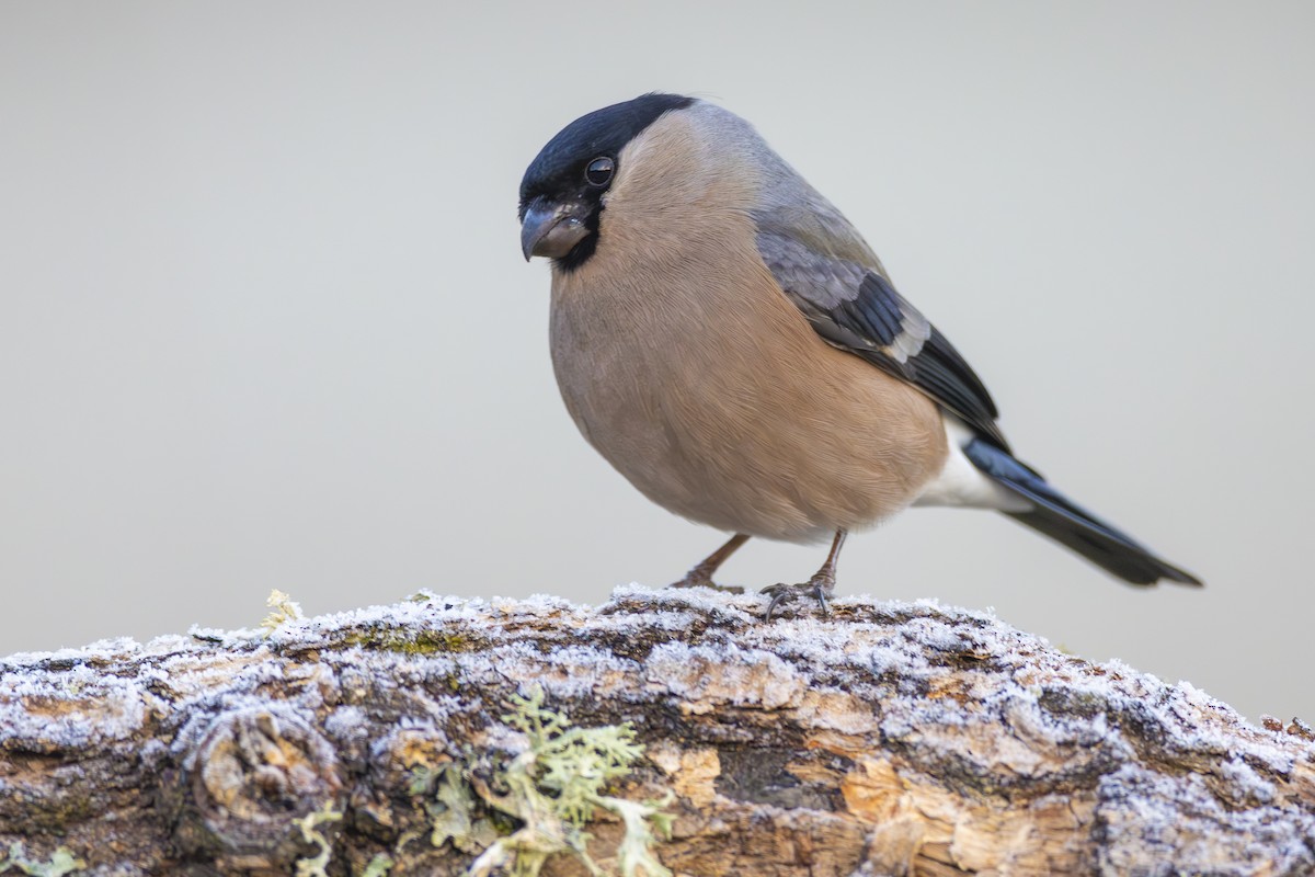 Eurasian Bullfinch - ML613899366