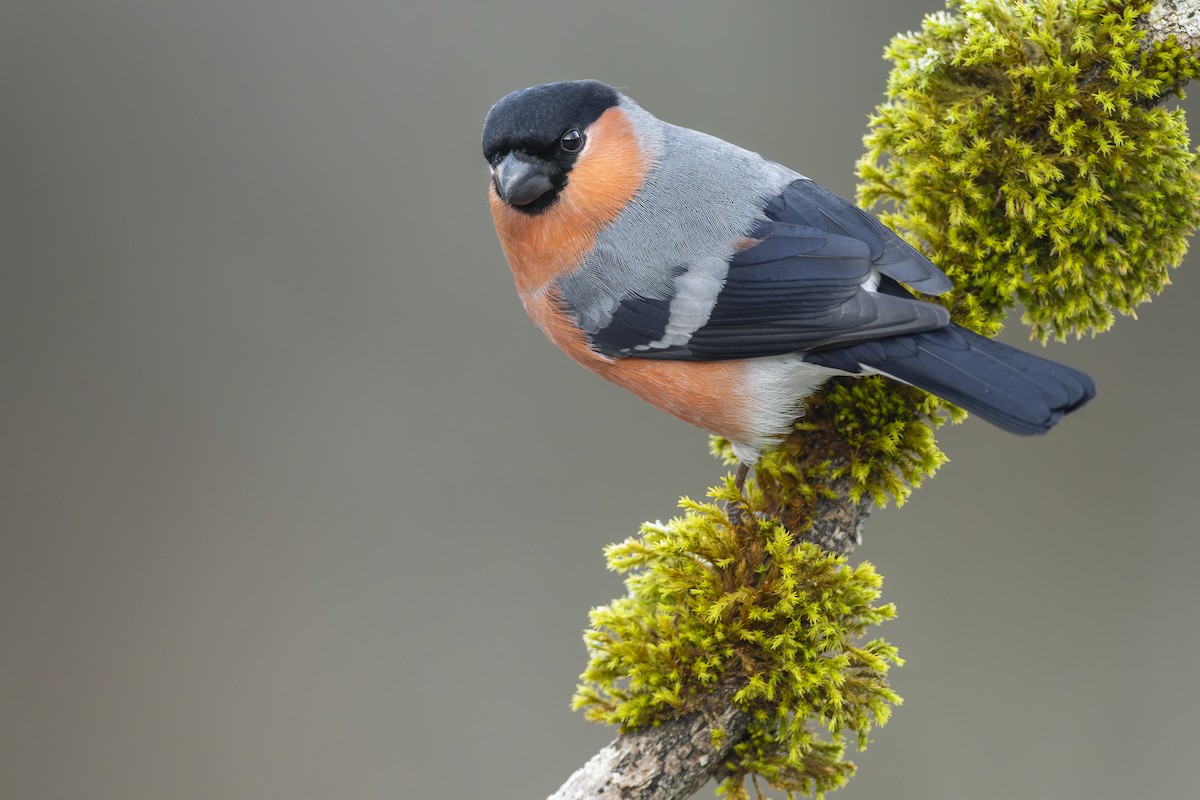 Eurasian Bullfinch - ML613899367