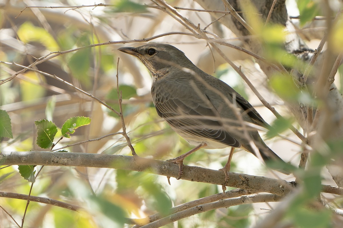 Red-throated Thrush - ML613899433