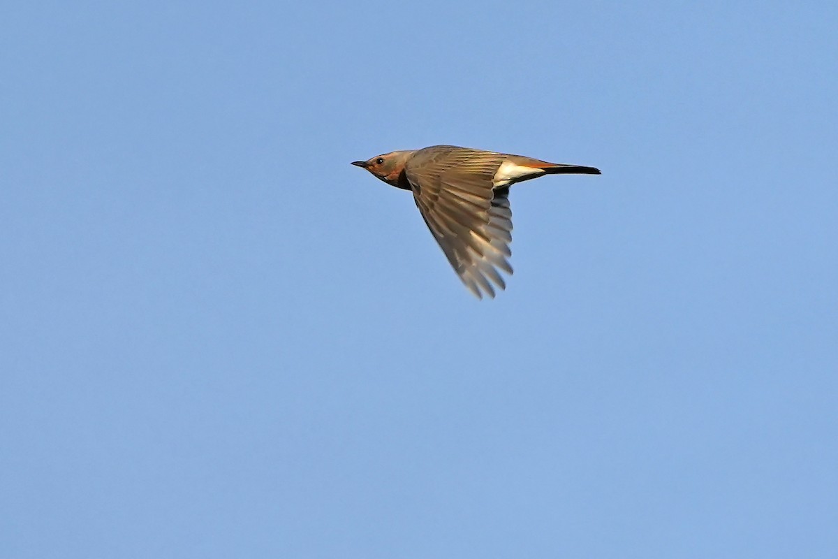 Red-throated Thrush - Daniel López-Velasco | Ornis Birding Expeditions